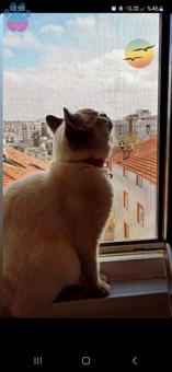 British Shorthair Kedime Eş Arıyorum Kızgınlıkta