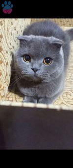 Scottish Fold Safkan Kedime Eş Arıyorum