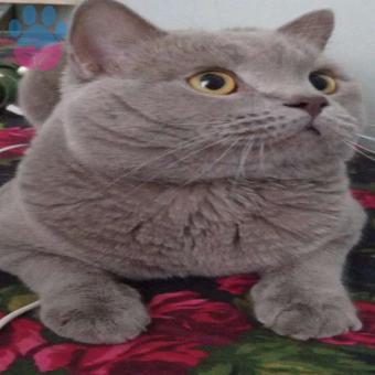 British Shorthair Oğluma Eş Arıyorum 2 Yaşında