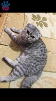 Scottish Fold Dişi Kedimize Eş Arıyoruz