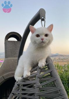 British Shorthair Oğlumuza Uygun Eş Arıyoruz