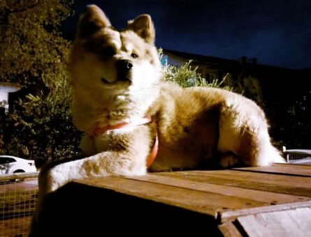 Akita Inu Oğlum Mars Eş Arıyor