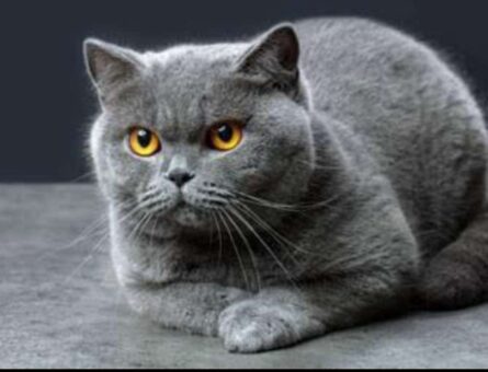 British Shorthair 2 Yaşında Eş Arıyoruz