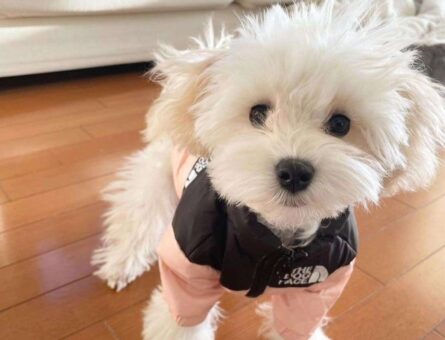 Maltese Terrier 6 Aylık Köpeğime Eş Arıyorum