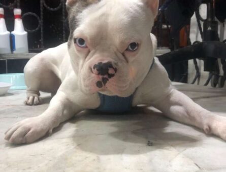 French Bulldog Mösyö Eş Arıyor 3 Yaşında