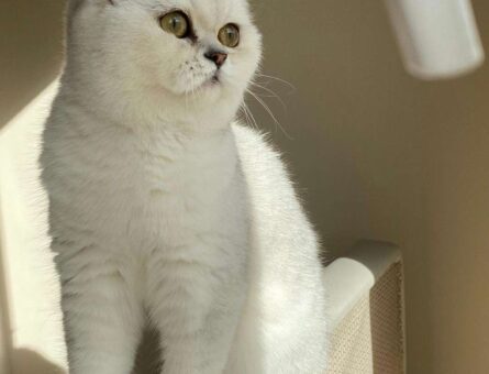 British shorthair Kedime Eş Arıyorum