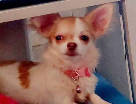 Chihuahua 1,5 Yaşında Köpeğime Eş Arıyorum