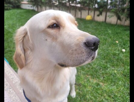 Golden Retriever 16 Aylık Oğlum Eş Arıyor