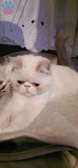 Exotic Shorthair Kızım Kızgınlıkta