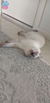 British Shorthair Silverpoint Paşa&#8217;mıza Eş Aranıyor