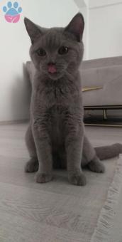 British Shorthair Oğlumuza Gelin Arıyoruz