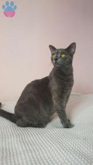 British Shorthair Eş Arıyorum