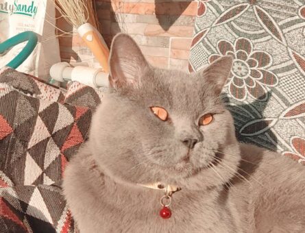 British Shorthair 1 Yaşında Oğluma Eş Arıyorum