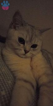 British shorthair 11 Aylık Kızgınlıkta Eş Arıyorum