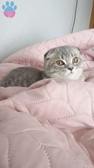 Scottish Fold Kedimize Eş Arıyoruz 1 Yaşında