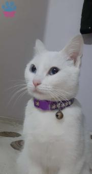 Dişi Ankara Kedime Eş Arıyorum