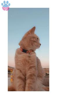 British Shorthair Kızımıza Cins Eş Arıyoruz