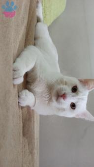 Ankara Kedisi Erkek Kedime Eş Arıyorum