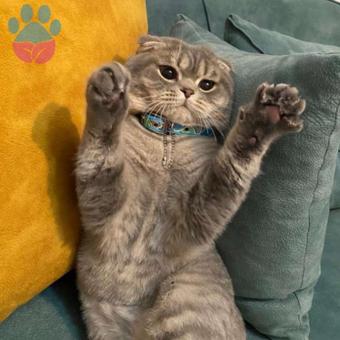 Scottish Fold Yakışıklı Mars&#8217;a Güzel Gelin Adayları Arıyoruz