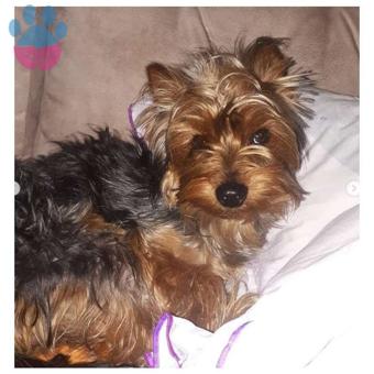 Yorkshire Terrier 1.5 Yaşında Oğlumuza Eş Arıyoruz