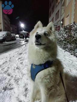 Husky Oğlumuza Dişi Husky Arıyoruz