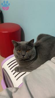 British Shorthair Oğluma Güzel Kız Arıyoruz