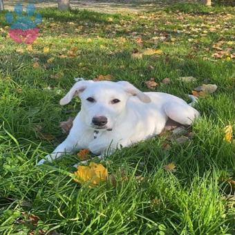 Golden Retriever Bitter Köpeğime Dişi Eş Arıyorum