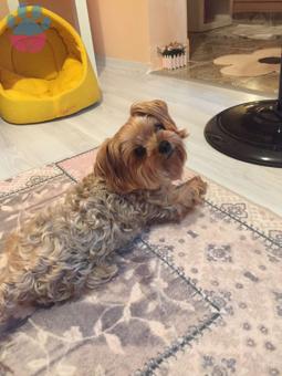 Yorkshire Terrier 9 Yaşındaki Oğluma Eş Arıyorum