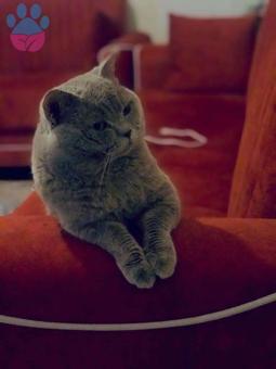 British Shorthair Alfie&#8217;miz İçin Dişi Kedi Arıyoruz