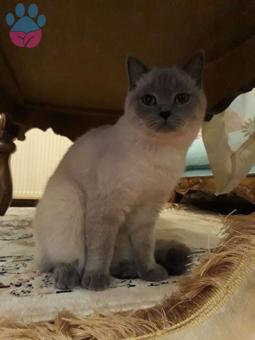 British Shorthair Cinsi Dişi Kedi Aylık