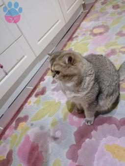 British Shorthair Full Şecereli Kedime Eş Arıyorum