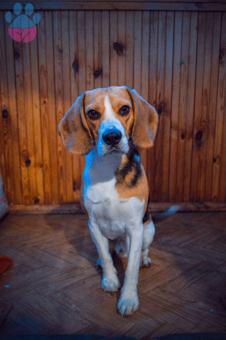 Erkek Beagle&#8217;ım İçin Eş Arıyorum