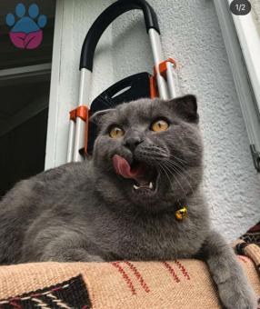 Scottish Fold Oğluma Eş Arıyorum