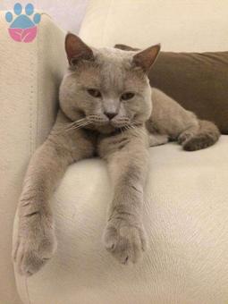 British Shorthair Oğlumuz Duman Eş Arıyor