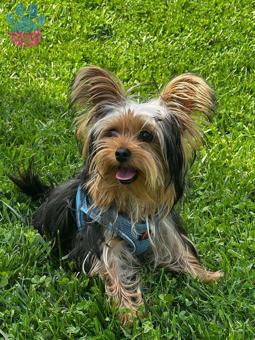 Yorkshire Terrier 11 Aylık Tarçın&#8217;a Eş Arıyorum