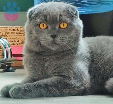 Scottish Fold Oğlumuz Rubi Eş Arıyor