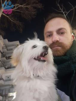 Maltese Terrier Oğluma Eş Arıyoruz Kızgınlıkta