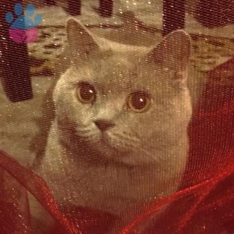 British Shorthair Lilac Oğlumuza Eş Arıyoruz