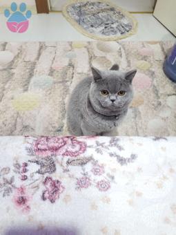 British Shorthair Yakışıklı Oğluma Eş Arıyorum