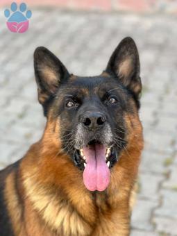 Alman Kurdu Safkan Köpeğime Eş Arıyorum