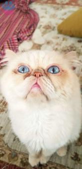 Mavi Gözlü Krem Beyaz Erkek İran kedisi