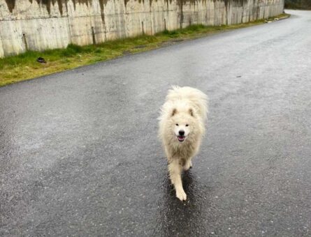 Samoyed 3 Yaşındaki Oğlumuz Bulut&#8217;a Eş Arıyoruz