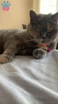 British Shorthair 3,5 Yaşında Kedime Eş Arıyorum