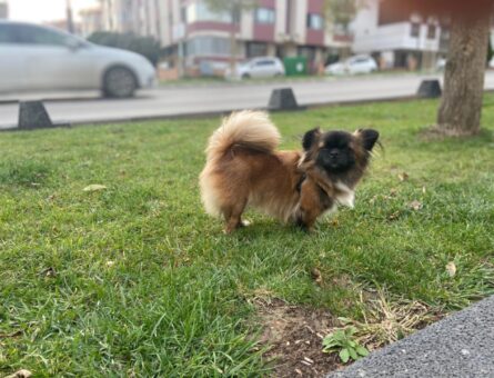 Pekinez Cinsi Kızıma Eş Arıyorum