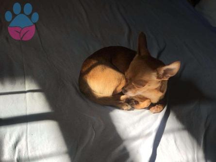 2 Yaşında Chihuahua Oğlumuza Eş Arıyoruz