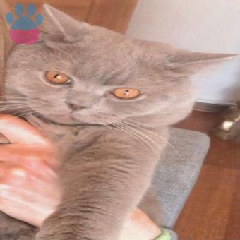 British Shorthair Oğlumuz Çello İzin Eş Arıyoruz