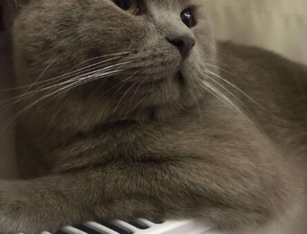 British Shorthair Dişi Eş Arıyoruz