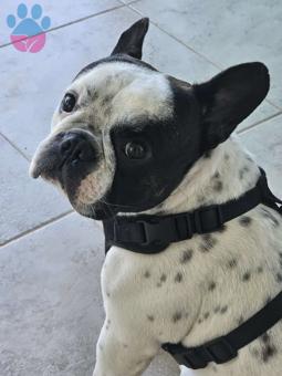 French Bulldog Yavrumuza Eş Arıyoruz