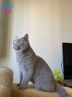 British Shorthair Kedime Eş Arıyorum 2 Yaşında