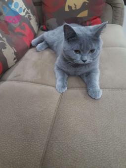 British Shorthair Aleximize Uygun Bir Eş Arıyoruz